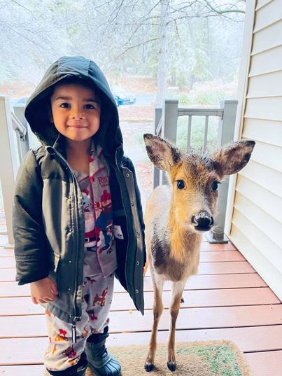Les deux nouveaux amis : Un adorable garçon de 4 ans sort jouer dehors et il revient à la maison avec un cerf