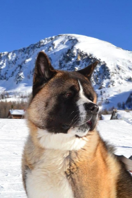 Un chien nommé Hero sauve la vie de son propriétaire pendant des jours, en luttant contre le froid et les coyotes