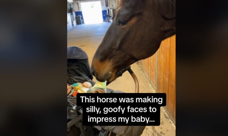 Rencontre spéciale et amusante : Un cheval curieux tente assidûment de divertir un bébé en faisant des grimaces ridicules