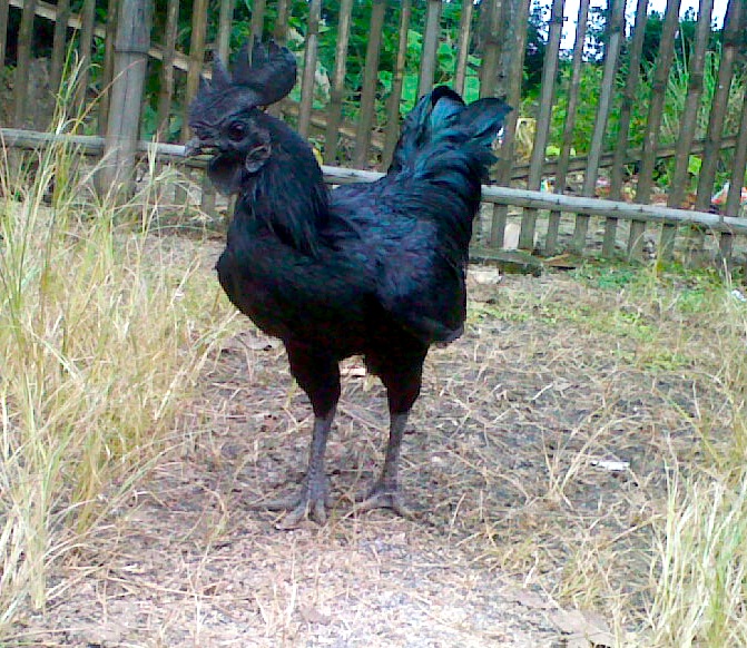 Un fermier a trouvé des œufs noirs qui ont provoqué une grande frayeur lorsqu'ils ont éclos