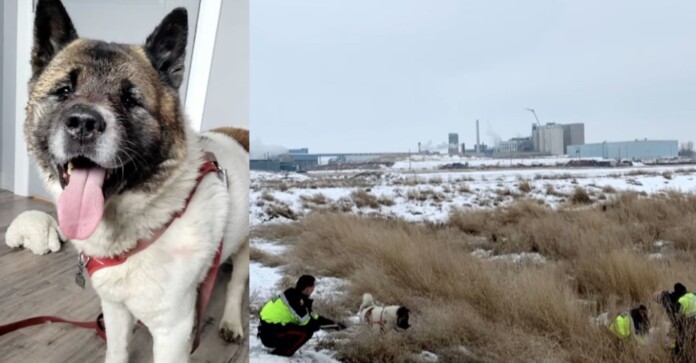 Un chien nommé Hero sauve la vie de son propriétaire pendant des jours, en luttant contre le froid et les coyotes