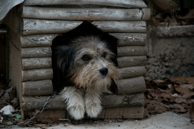 Offrir une nouvelle vie : Un chien borgne enchaîné depuis douze ans vit aujourd'hui heureux en pleine liberté