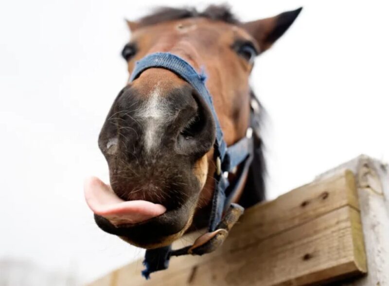 Rencontre spéciale et amusante : Un cheval curieux tente assidûment de divertir un bébé en faisant des grimaces ridicules