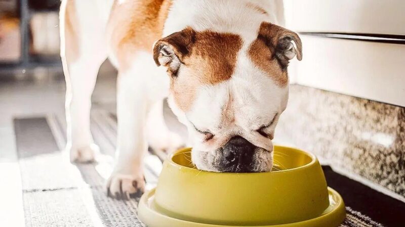 Un gentil boucher dépose des restes de viande devant son commerce pour les chiens errants "un beau geste à saluer"