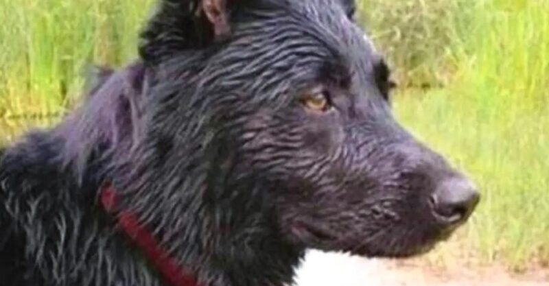 Un chien parcourt une distance de 70 kilomètres pour mordre son ancien propriétaire qui l'a abandonné