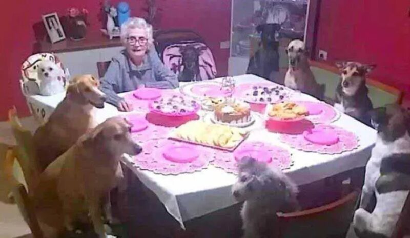 Cette dame a eu 89 ans et a souhaité fêter son anniversaire avec ses dix chiens bien-aimés