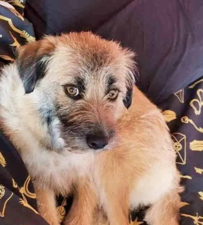 Apportons notre aide à la petite chienne Nina pour qu'elle rentre chez elle, car son propriétaire la cherche sans relâche