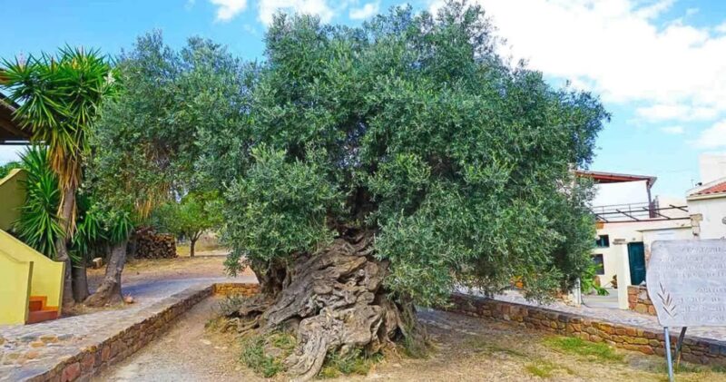 Un olivier légendaire au fabuleux destin : Cet arbre fantastique a plus de 3000 ans et continue à donner des olives