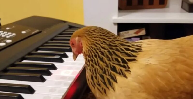 Mais quel talent incroyable : L'interprétation magnifique de ce poulet adorable nommé « Jokgu » vous laissera sans voix