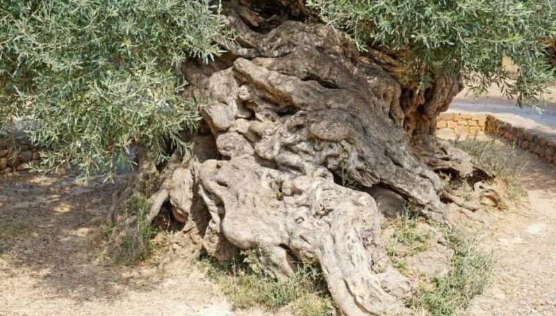 Un olivier légendaire au fabuleux destin : Cet arbre fantastique a plus de 3000 ans et continue à donner des olives