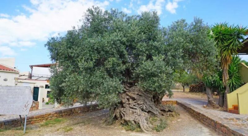 Un olivier légendaire au fabuleux destin : Cet arbre fantastique a plus de 3000 ans et continue à donner des olives