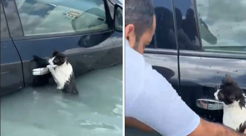 Un félin effrayé se raccroche à la poignée d'une portière d'une voiture pour échapper aux inondations à Dubaï