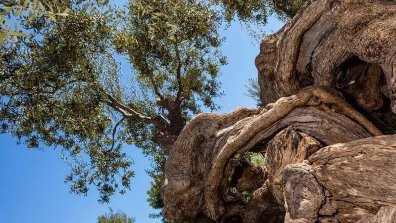 Un olivier légendaire au fabuleux destin : Cet arbre fantastique a plus de 3000 ans et continue à donner des olives