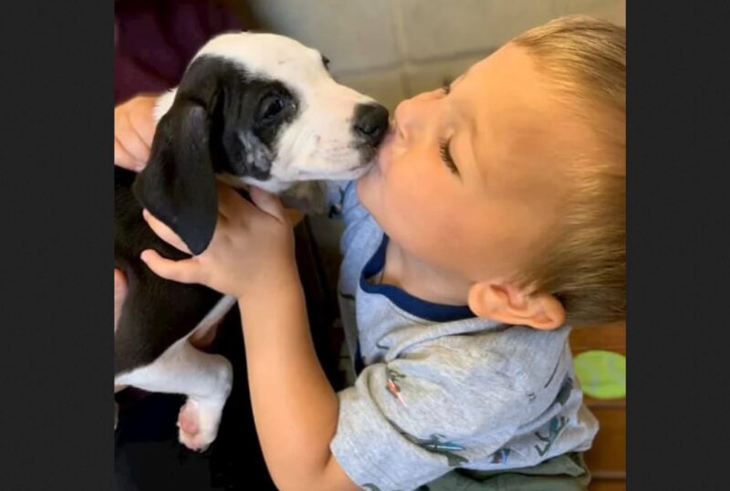 Une rencontre spéciale : Un garçon atteint d'une fente labiale adopte un chiot atteint de la même condition