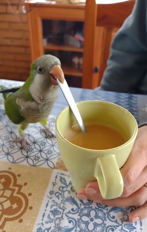 L’amateur de café : Une vidéo ridicule montre un perroquet très bruyant en train de remuer le café de sa "maman"