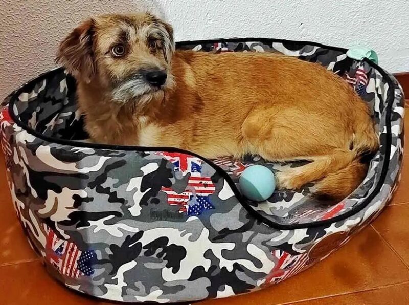 Apportons notre aide à la petite chienne Nina pour qu'elle rentre chez elle, car son propriétaire la cherche sans relâche