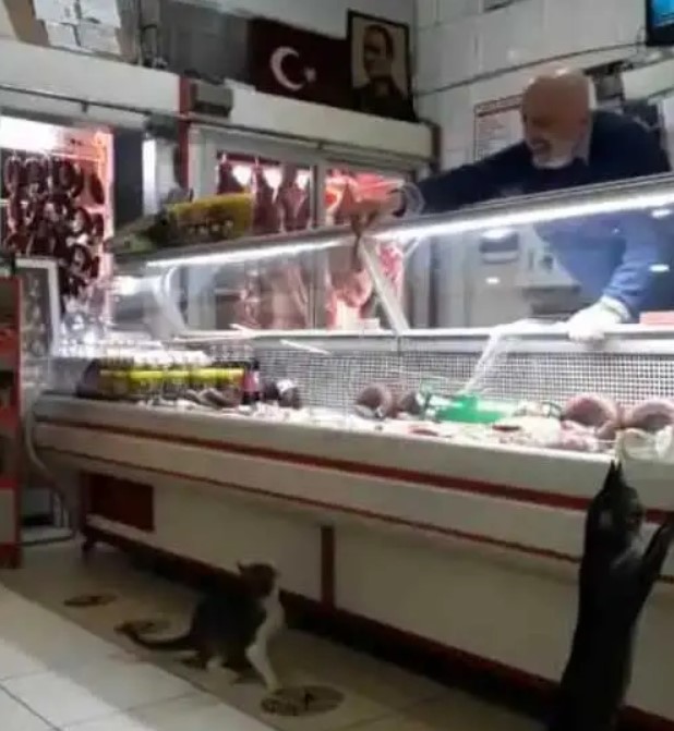 Ce sympathique boucher donne chaque jour à manger à des animaux errants avec les restes de viande de sa boucherie