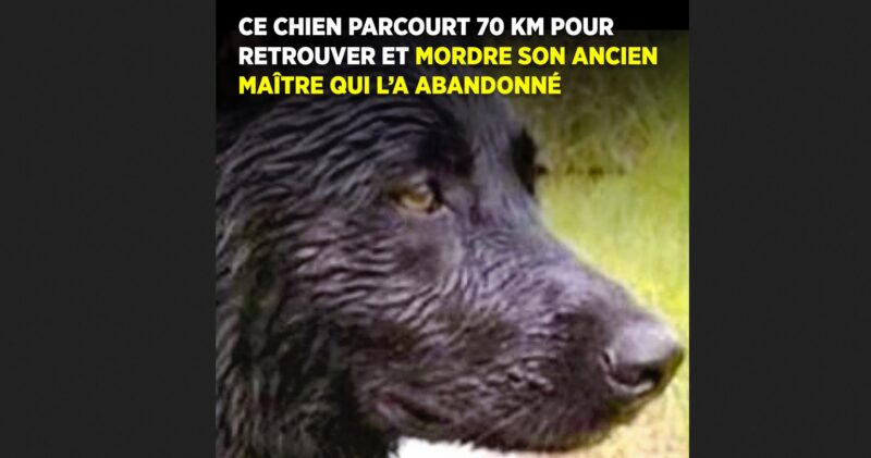 Un chien parcourt une distance de 70 kilomètres pour mordre son ancien propriétaire qui l'a abandonné