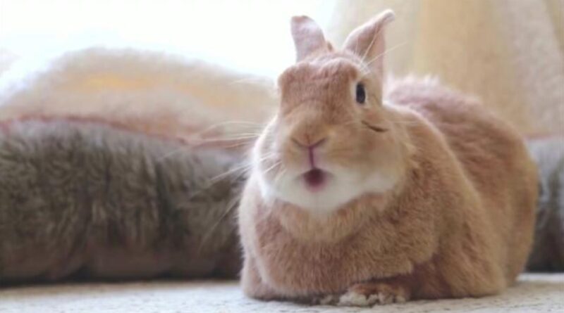 Un chaton imite son frère lapin de la façon la plus mignonne possible : l’amitié de ces deux animaux adorables