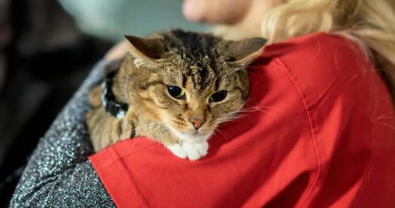 Une étude révèle que les propriétaires de chats aiment davantage leur animal que leur partenaire