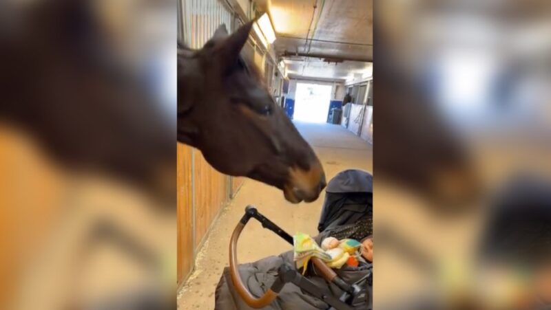 Rencontre spéciale et amusante : Un cheval curieux tente assidûment de divertir un bébé en faisant des grimaces ridicules