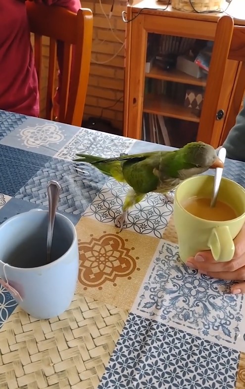 L’amateur de café : Une vidéo ridicule montre un perroquet très bruyant en train de remuer le café de sa "maman"
