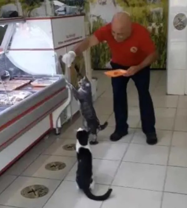 Ce sympathique boucher donne chaque jour à manger à des animaux errants avec les restes de viande de sa boucherie