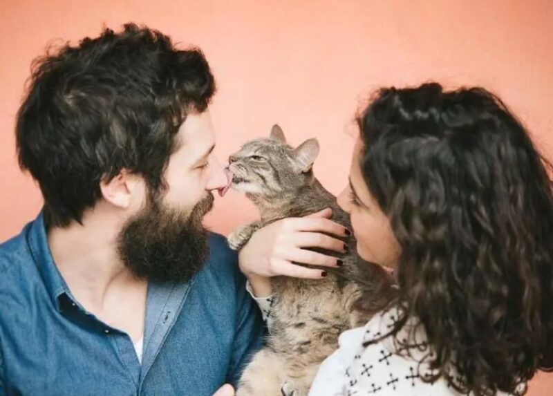 Une étude révèle que les propriétaires de chats aiment davantage leur animal que leur partenaire