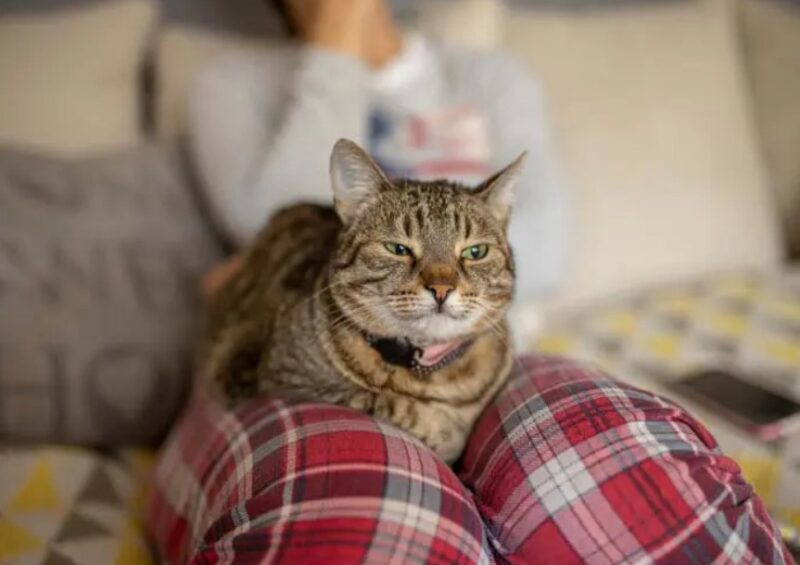 Une étude révèle que les propriétaires de chats aiment davantage leur animal que leur partenaire