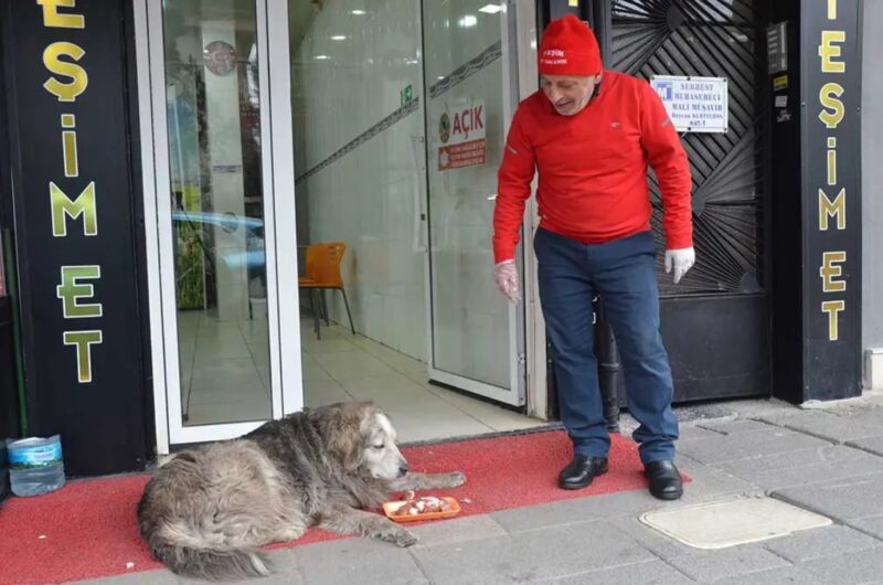 Ce sympathique boucher donne chaque jour à manger à des animaux errants avec les restes de viande de sa boucherie