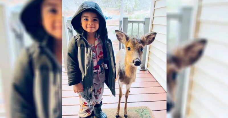 Les deux nouveaux amis : Un adorable garçon de 4 ans sort jouer dehors et il revient à la maison avec un cerf