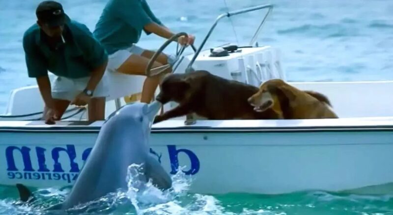 Cette fabuleuse excursion en bateau : un dauphin extrêmement chaleureux salue deux chiens au cœur de l'océan