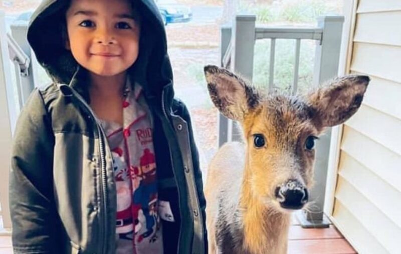 Les deux nouveaux amis : Un adorable garçon de 4 ans sort jouer dehors et il revient à la maison avec un cerf