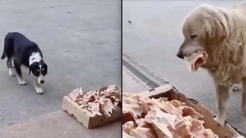 Un gentil boucher dépose des restes de viande devant son commerce pour les chiens errants "un beau geste à saluer"