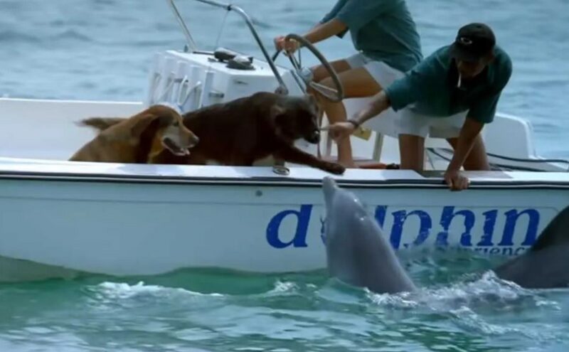 Cette fabuleuse excursion en bateau : un dauphin extrêmement chaleureux salue deux chiens au cœur de l'océan