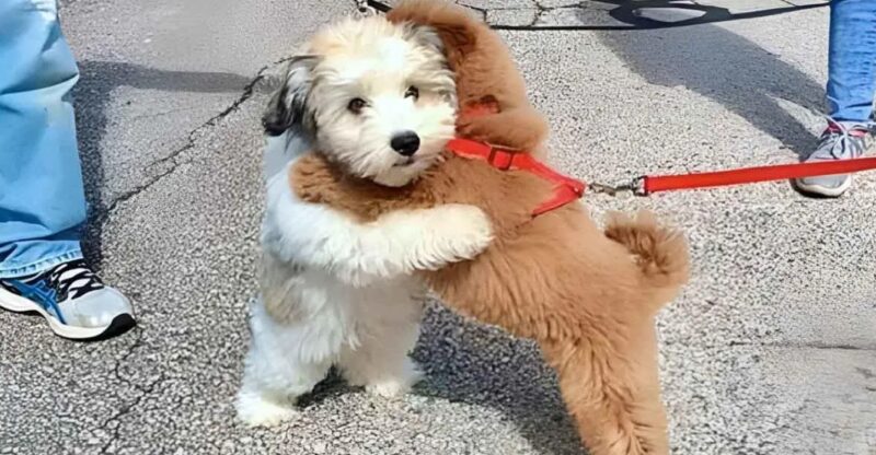 L'amitié touchante de deux petits chiens, Simba et Cooper : lorsque les chiens nous prouvent la force de l'attachement