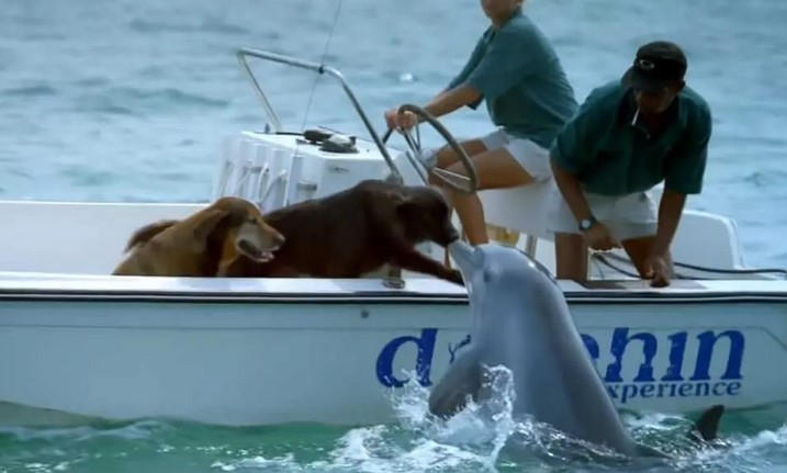 Cette fabuleuse excursion en bateau : un dauphin extrêmement chaleureux salue deux chiens au cœur de l'océan