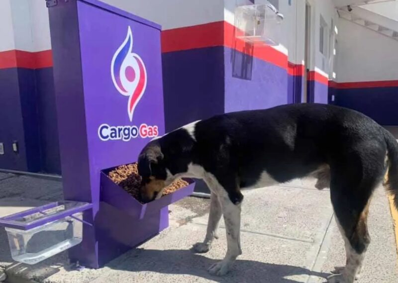 Les stations-service placent des conteneurs d'eau et de nourriture pour les chiens errants "saluons leur générosité"