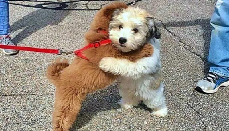 L'amitié touchante de deux petits chiens, Simba et Cooper : lorsque les chiens nous prouvent la force de l'attachement