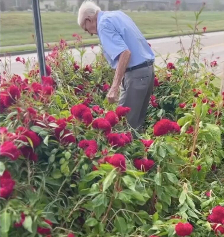 Un papy de 94 ans cultive depuis environ 40 ans un jardin de fleurs exceptionnel pour les noces de sa petite-fille