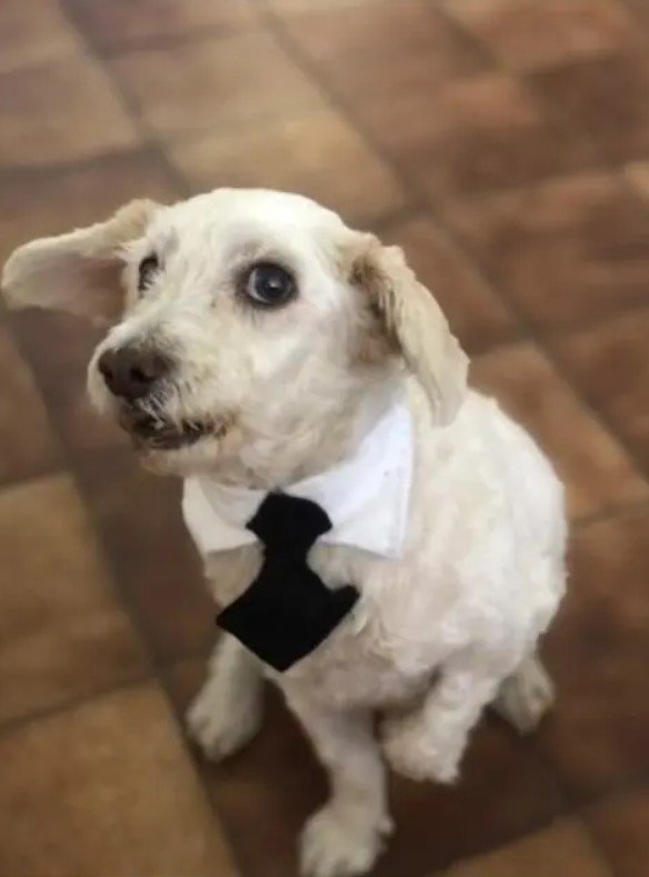 Cravate et chien : une histoire virale où élégance et autosatisfaction se côtoient, mon miroir, ne suis-je pas le chien le plus chic