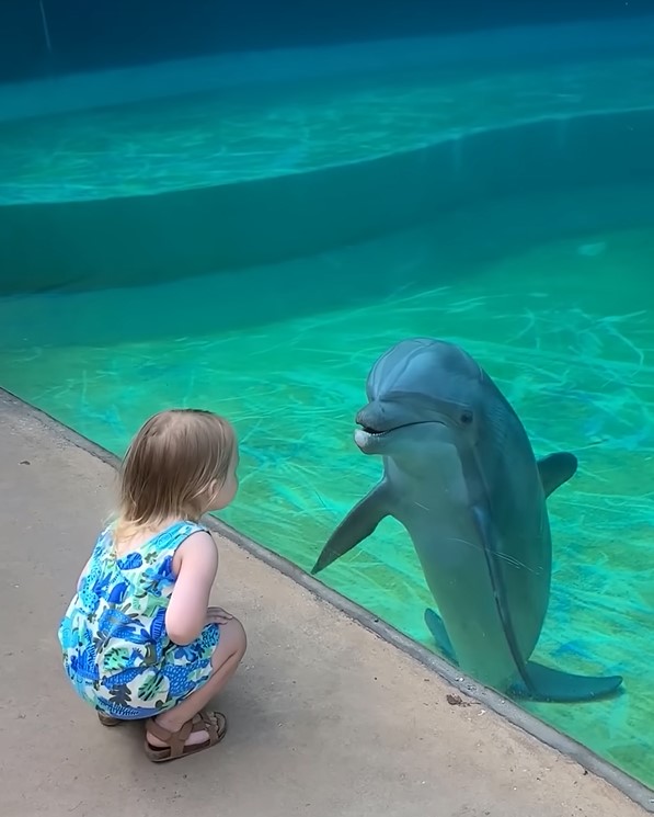 La rencontre d'un tout-petit avec un dauphin nous laisse pantois : Regardez la douce interaction ci-dessous