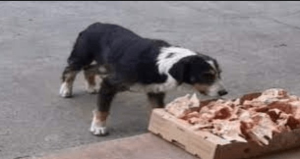 Un gentil boucher dépose des restes de viande devant son commerce pour les chiens errants "un beau geste à saluer"