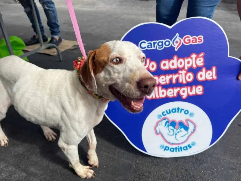 Les stations-service placent des conteneurs d'eau et de nourriture pour les chiens errants "saluons leur générosité"