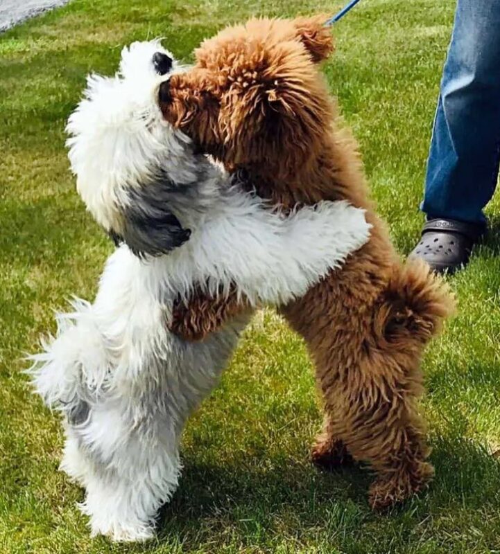 L'amitié touchante de deux petits chiens, Simba et Cooper : lorsque les chiens nous prouvent la force de l'attachement