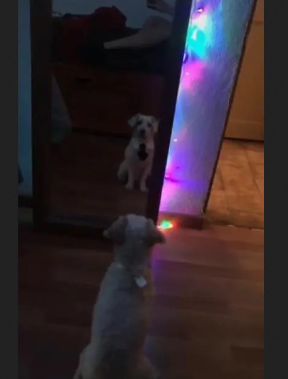 Cravate et chien : une histoire virale où élégance et autosatisfaction se côtoient, mon miroir, ne suis-je pas le chien le plus chic