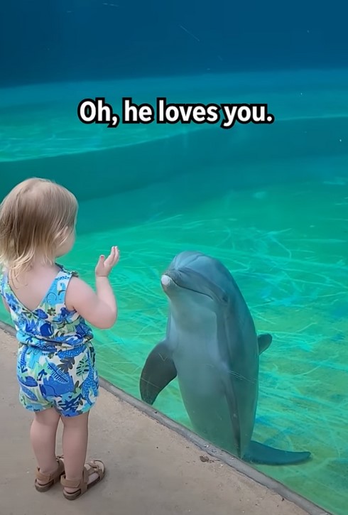 La rencontre d'un tout-petit avec un dauphin nous laisse pantois : Regardez la douce interaction ci-dessous
