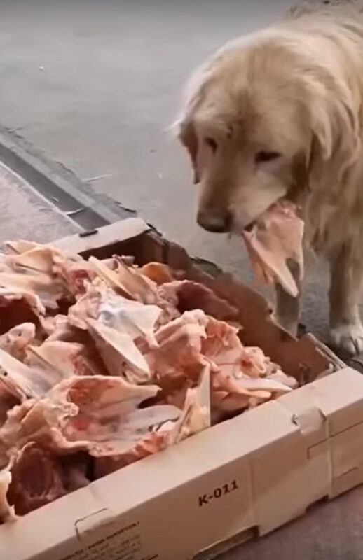 Un gentil boucher dépose des restes de viande devant son commerce pour les chiens errants "un beau geste à saluer"