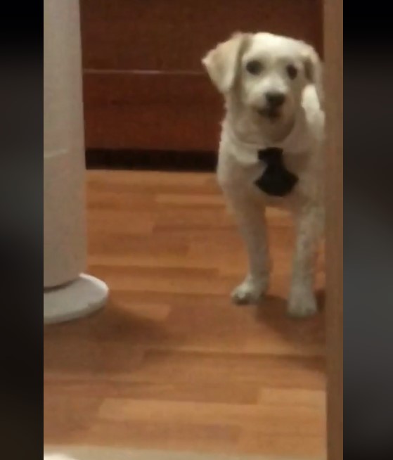 Cravate et chien : une histoire virale où élégance et autosatisfaction se côtoient, mon miroir, ne suis-je pas le chien le plus chic