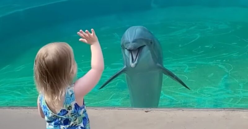 La rencontre d'un tout-petit avec un dauphin nous laisse pantois : Regardez la douce interaction ci-dessous